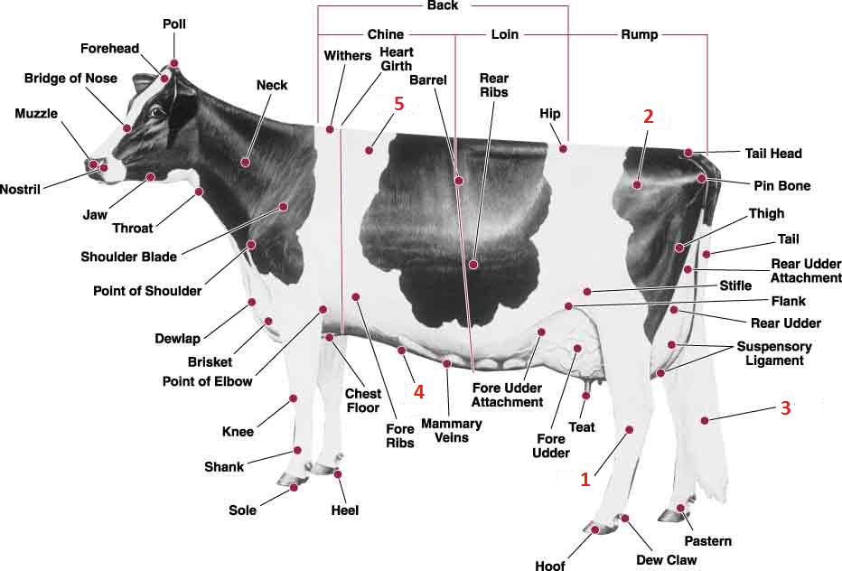 Here Is My Cow Parts Quiz