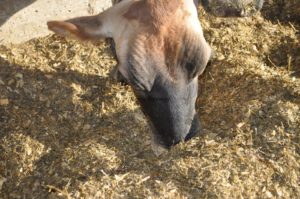 One of my beloved cows, Tiny eating at the bunk.