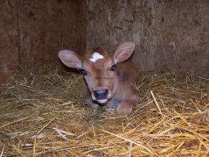 Look at those Ears