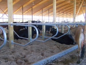 These are the open front of our free stall barns. Cows have the freedom to lay where they want. 