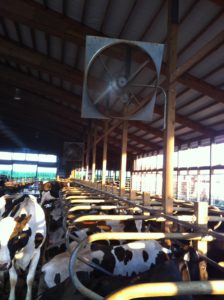 Giant fans help our cows beat the heat