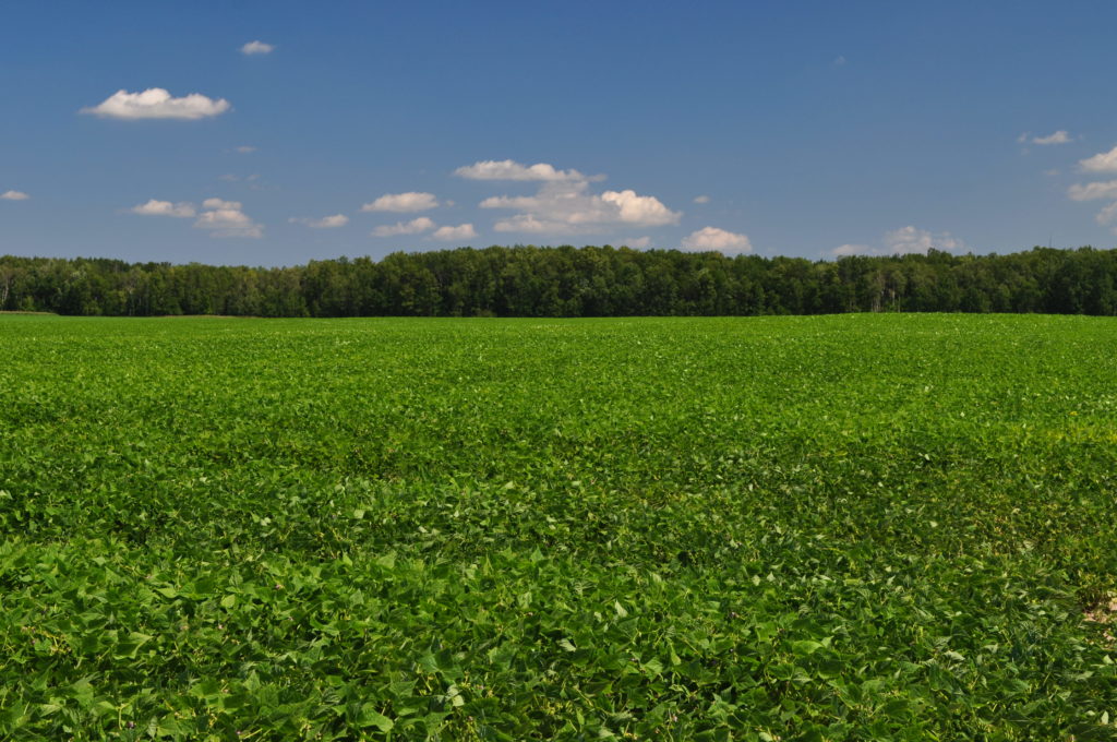 A field of Dry Edible Beans. The variety is the black bean