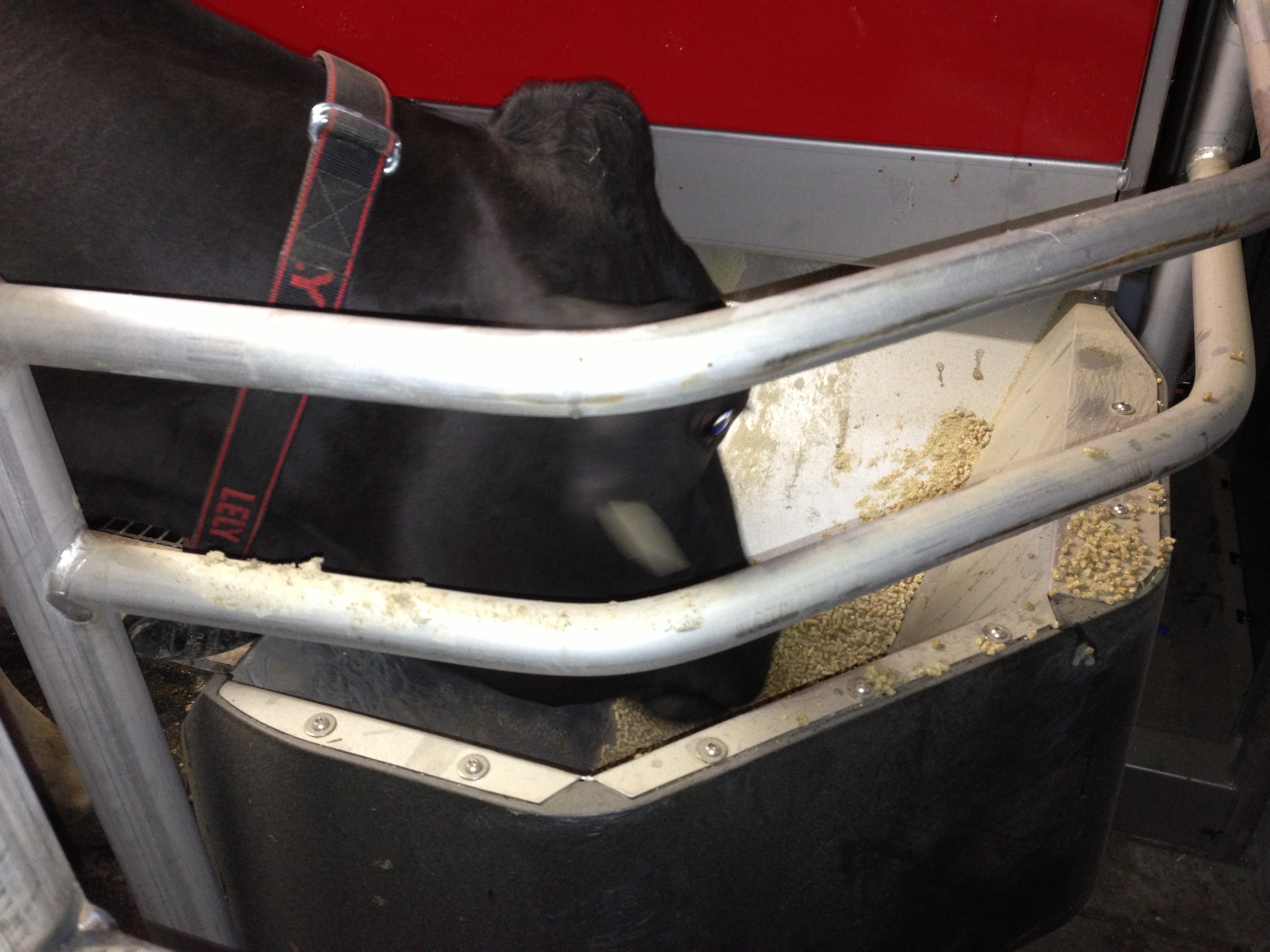 While they are getting fed, the cows get pellets!  They're like dessert for them. 