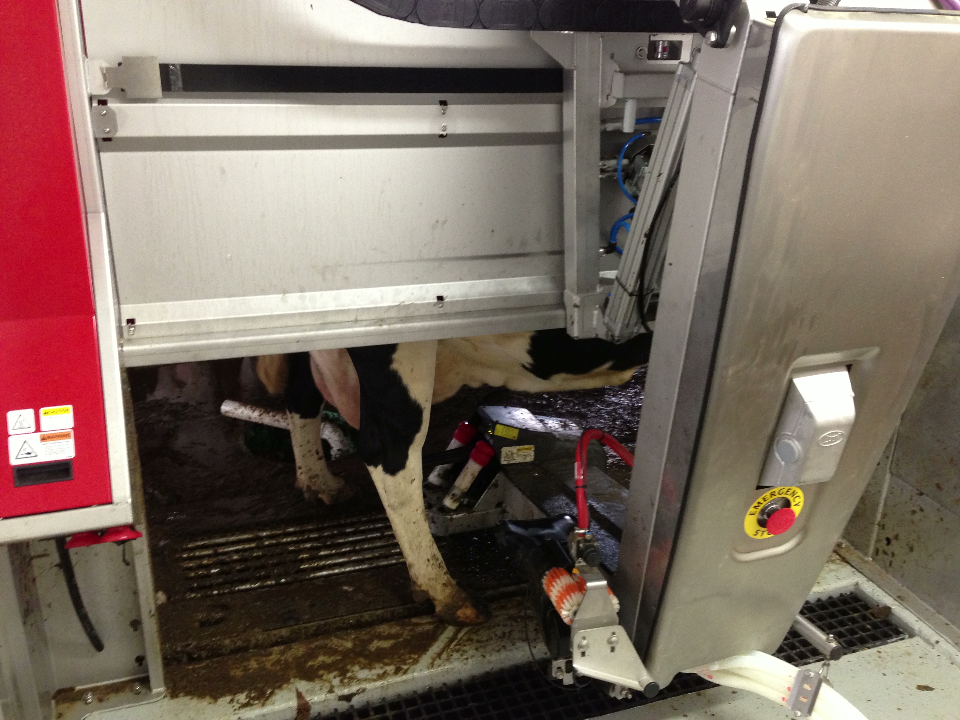 Here is a photo of a cow getting milked with our Lely A4 robots. 