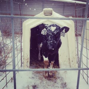 The calves look picturesque with their snowflakes on