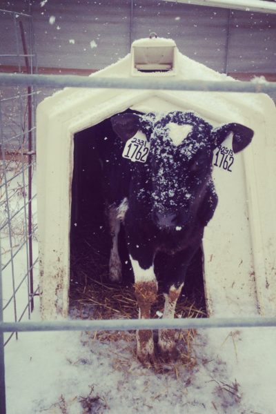 The calves look picturesque with their snowflakes on