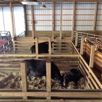 Calving Season at G & G Cattle Company